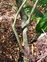 Hyperbaena laurifolia