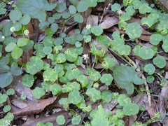 Hydrocotyle leucocephala