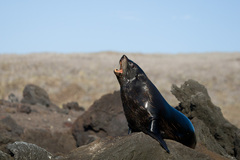 Arctocephalus galapagoensis