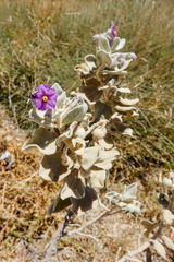 Solanum lasiophyllum