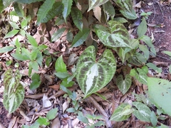 Dioscorea dodecaneura