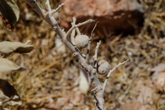 Solanum lasiophyllum