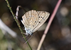 Polyommatus admetus