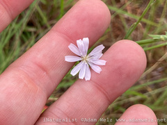 Lactuca inermis