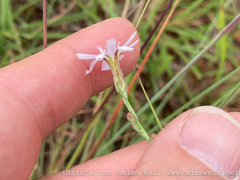 Lactuca inermis