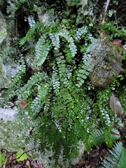 Asplenium dentatum