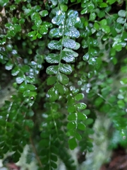 Asplenium dentatum