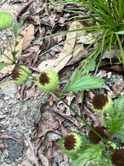 Hyptis capitata