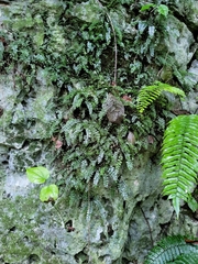 Asplenium dentatum