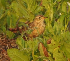 Anthus godlewskii