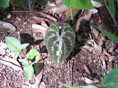 Dioscorea dodecaneura