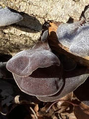 Auricularia angiospermarum