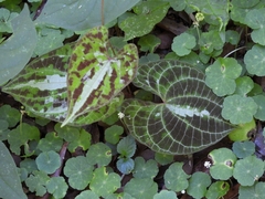 Dioscorea dodecaneura