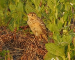 Anthus godlewskii