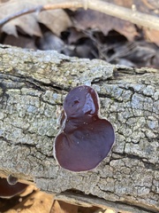 Auricularia angiospermarum
