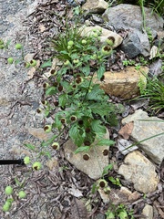 Hyptis capitata