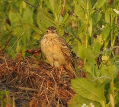Anthus godlewskii