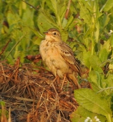 Anthus godlewskii