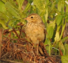 Anthus godlewskii