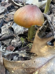 Hygrocybe singeri