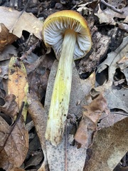 Hygrocybe singeri