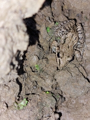 Leptodactylus fragilis