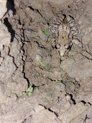 Leptodactylus fragilis