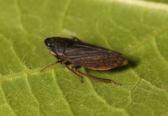 Aphrodes
