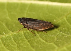 Aphrodes