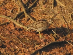 Gallinago stenura