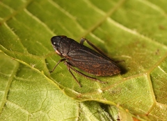 Aphrodes