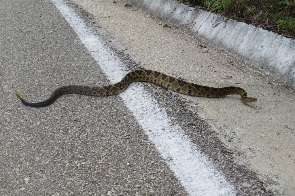Snake Venomics of the Central American Rattlesnake Crotalus simus