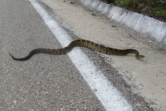 Crotalus ehecatl
