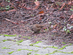 Melospiza melodia morphna