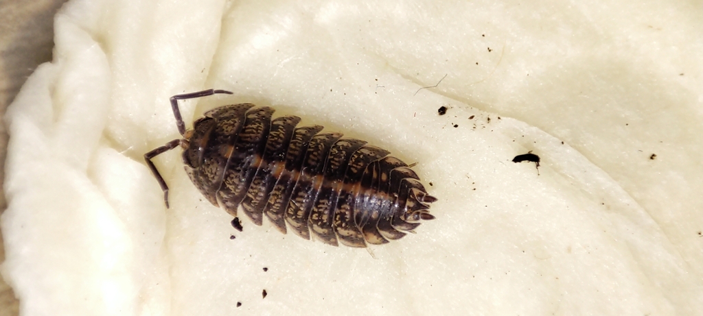 Parcylisticus georgianus