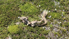 Lagidium