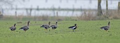 Branta ruficollis