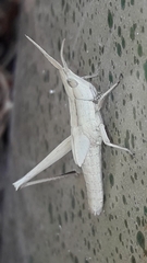 Allotruxalis gracilis
