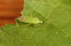 Macrolophus pygmaeus