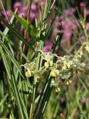 Cheilomenes propinqua