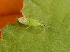 Macrolophus pygmaeus