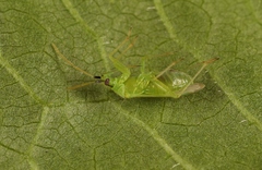 Macrolophus pygmaeus