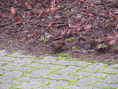 Melospiza melodia morphna