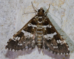 Samea druchachalis