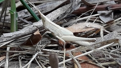 Allotruxalis gracilis