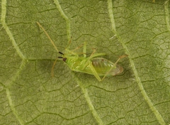 Macrolophus pygmaeus