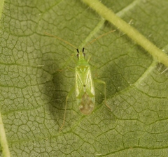 Macrolophus pygmaeus