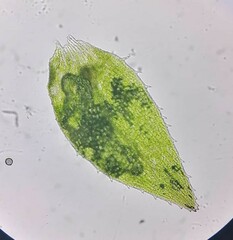 Selaginella helvetica