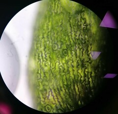 Selaginella helvetica