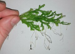 Selaginella helvetica